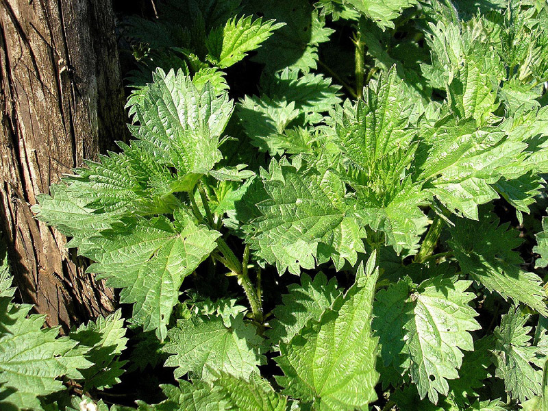 Image of Urtica dioica specimen.