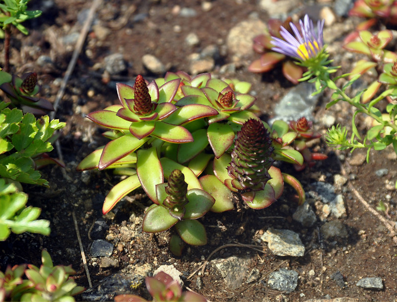 Image of Orostachys maximowiczii specimen.