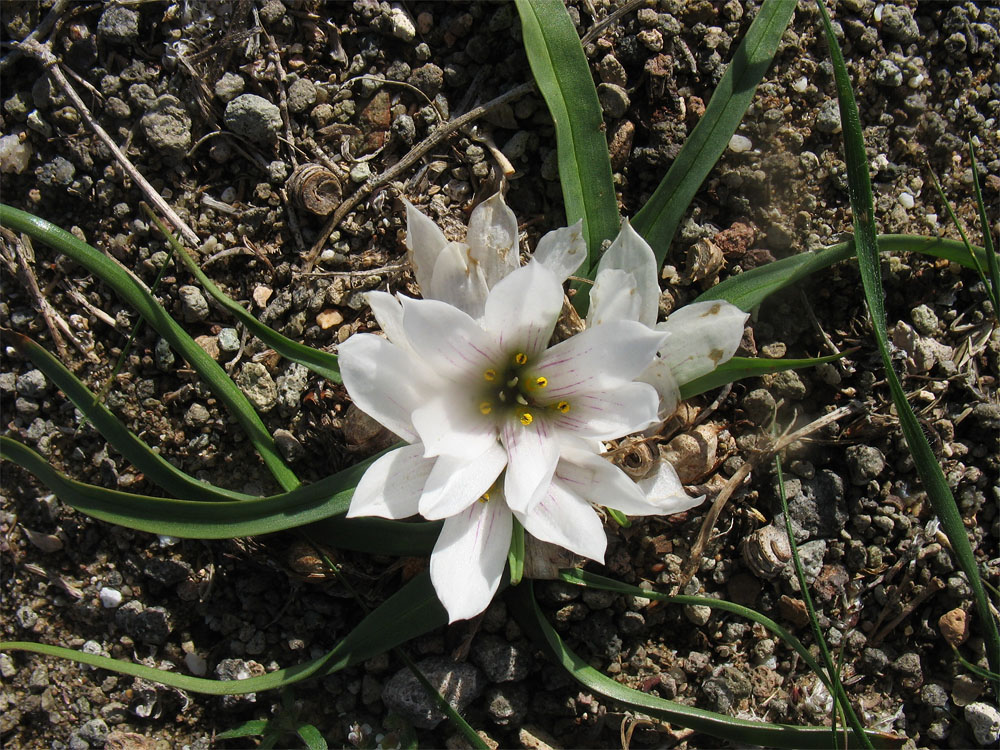 Image of Androcymbium europaeum specimen.