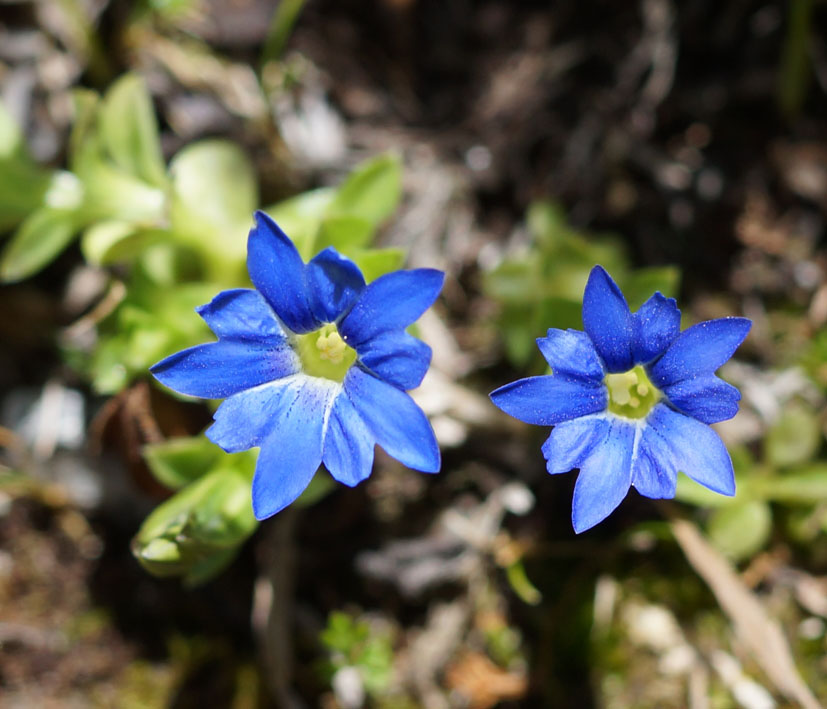 Изображение особи Gentiana karelinii.