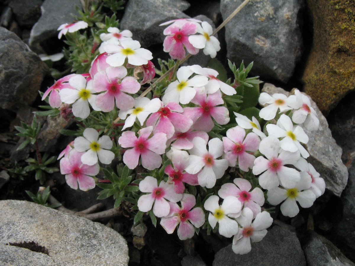 Image of Androsace sericea specimen.