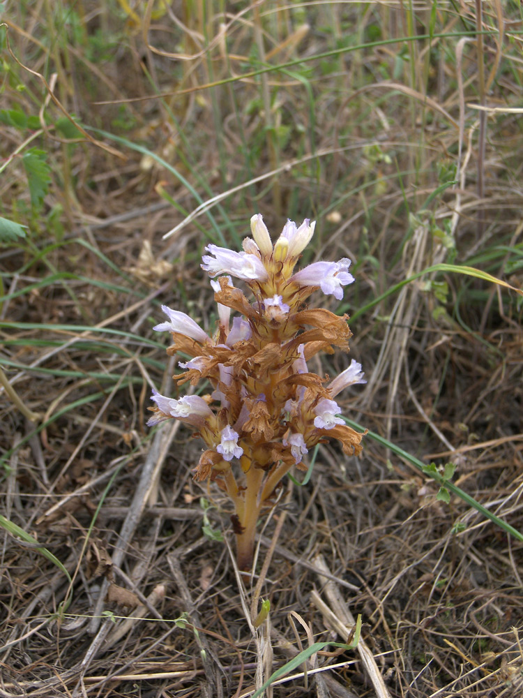 Image of Phelipanche ramosa specimen.