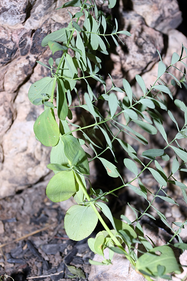 Изображение особи Hypericum perforatum.