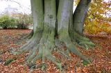 Смотреть изображение Fagus sylvatica