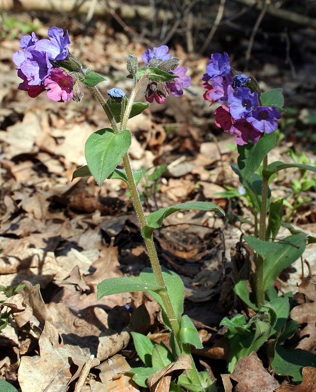 Изображение особи Pulmonaria obscura.