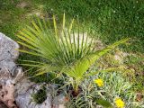 Washingtonia filifera. Молодое растение в озеленении. Франция, Лазурный Берег, Канны, Сквер им. 8 Мая 1945 года (Сад Роз), в культуре. 22.07.2014.