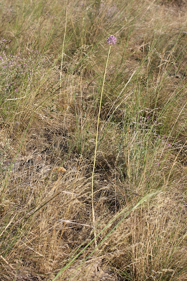 Image of Allium turkestanicum specimen.