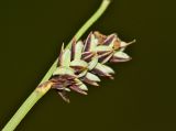 Carex meyeriana