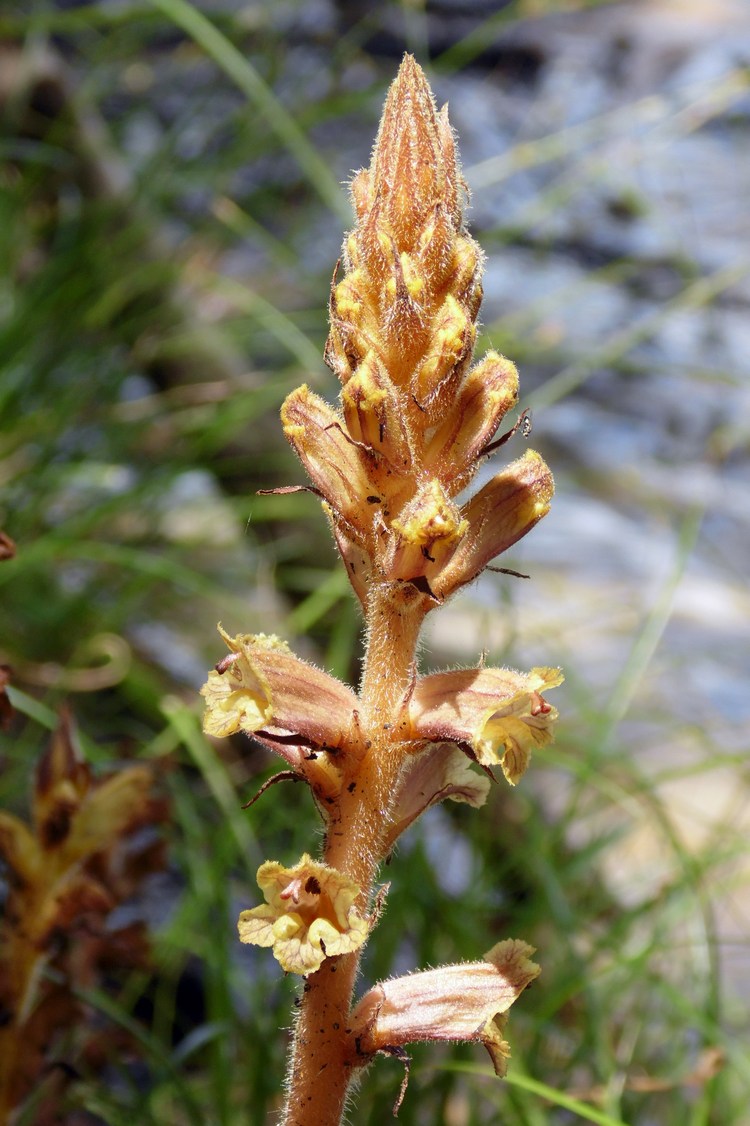 Image of Orobanche laxissima specimen.