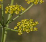 Pastinaca sylvestris. Часть соцветия. Свердловская обл., окр. г. Заречный, край Черемшанского болота, в сосново-берёзовом лесу. 08.07.2016.