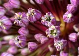 Allium ampeloprasum