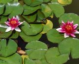 Nymphaea odorata