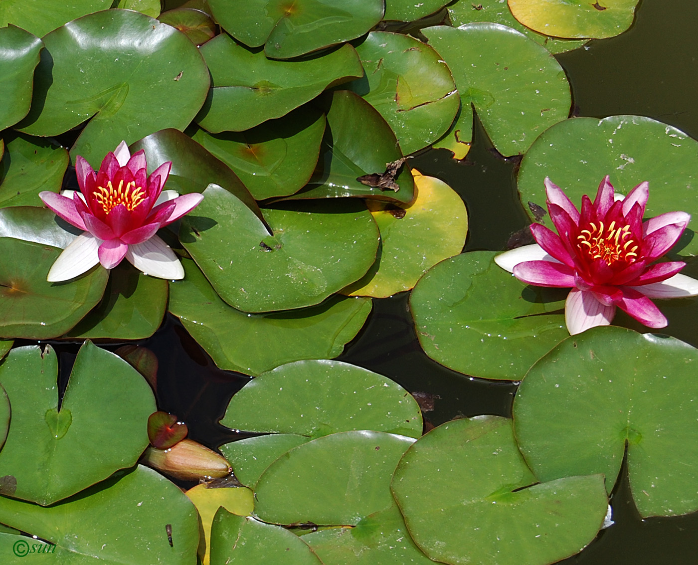 Image of Nymphaea odorata specimen.