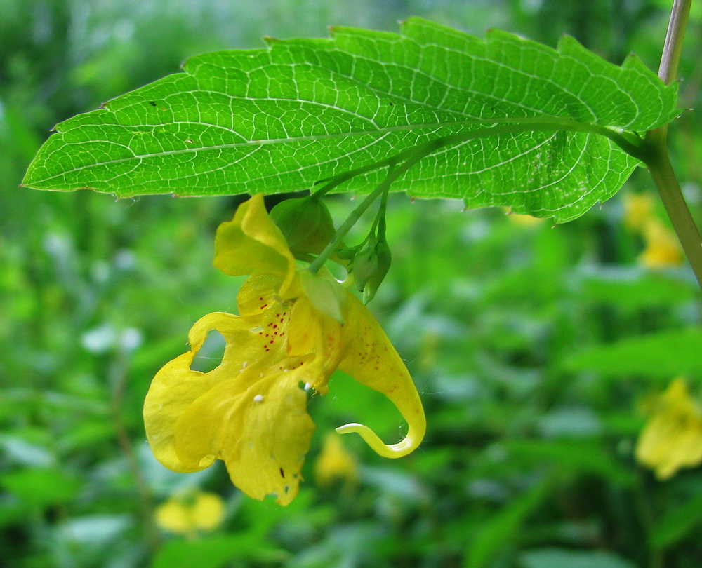 Image of Impatiens noli-tangere specimen.