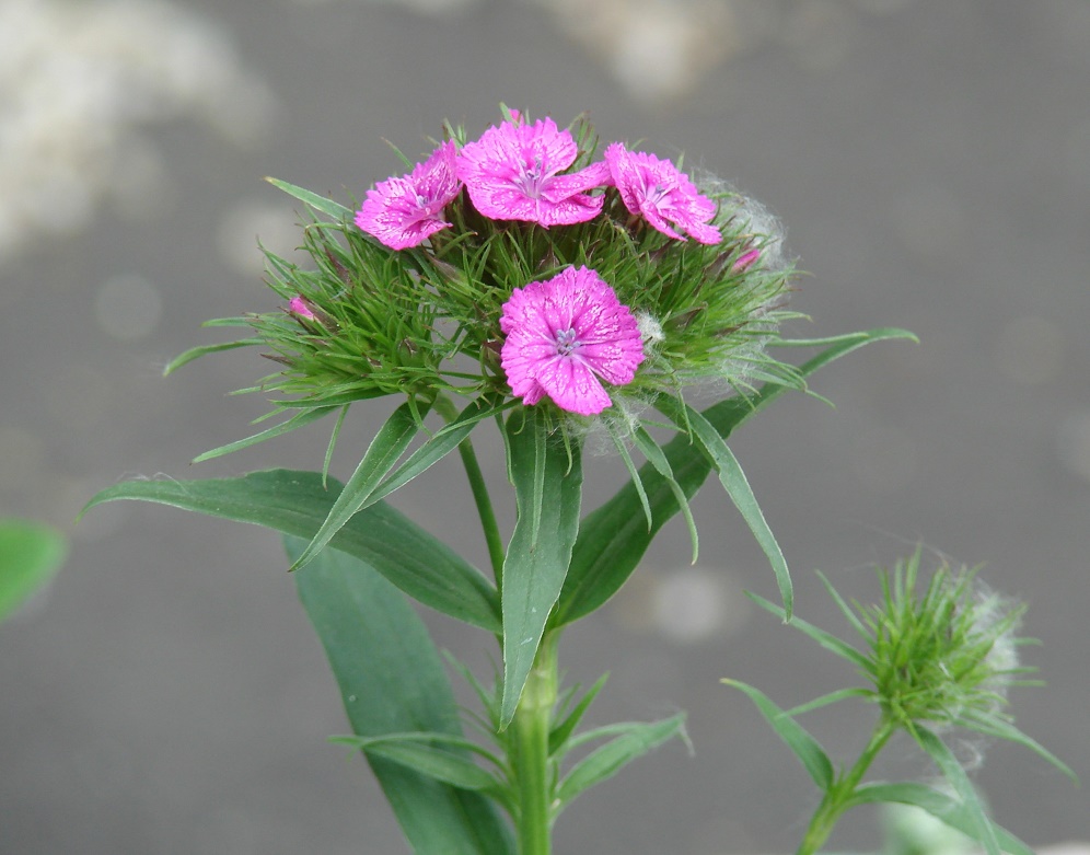 Изображение особи Dianthus barbatus.