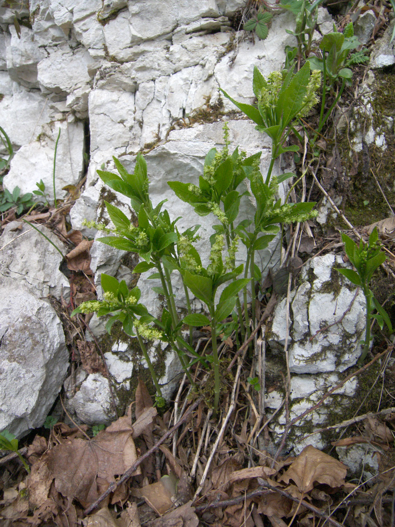 Image of Mercurialis perennis specimen.