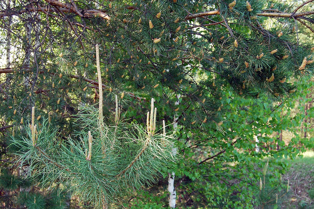 Изображение особи Pinus sylvestris.