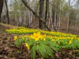 Anemone ranunculoides