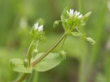 Stellaria neglecta