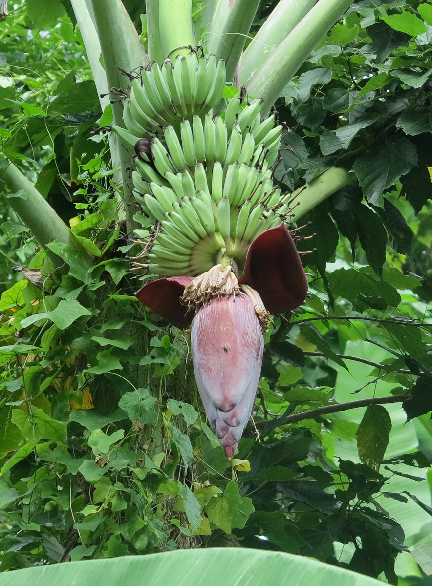 Image of Musa acuminata specimen.