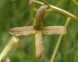 Hesperis tristis