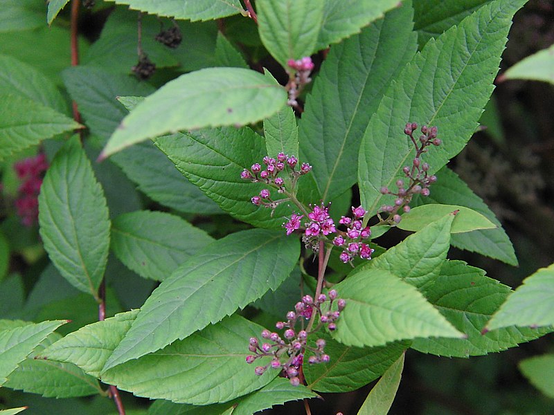 Image of Spiraea japonica specimen.