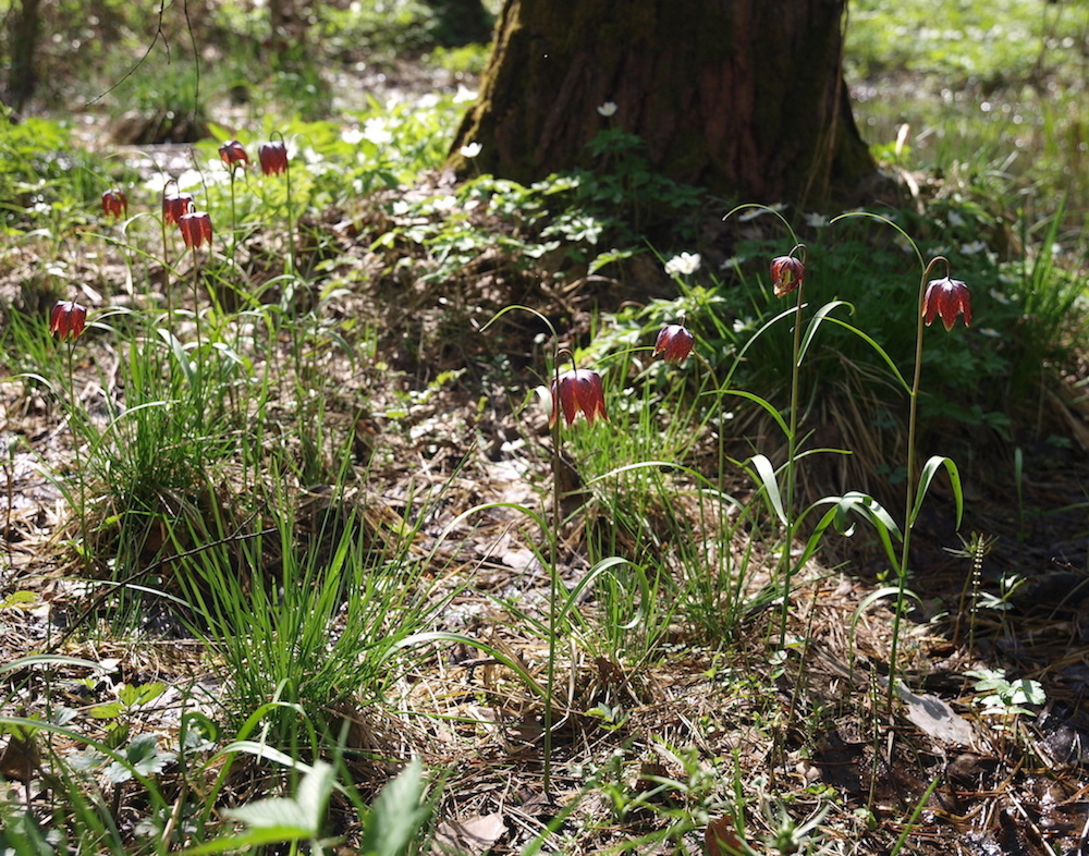 Изображение особи Fritillaria meleagris.