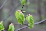 View full-size image Tilia cordata