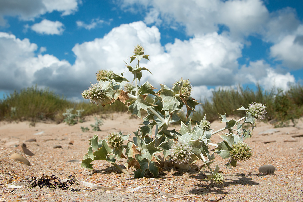 Image of Eryngium maritimum specimen.