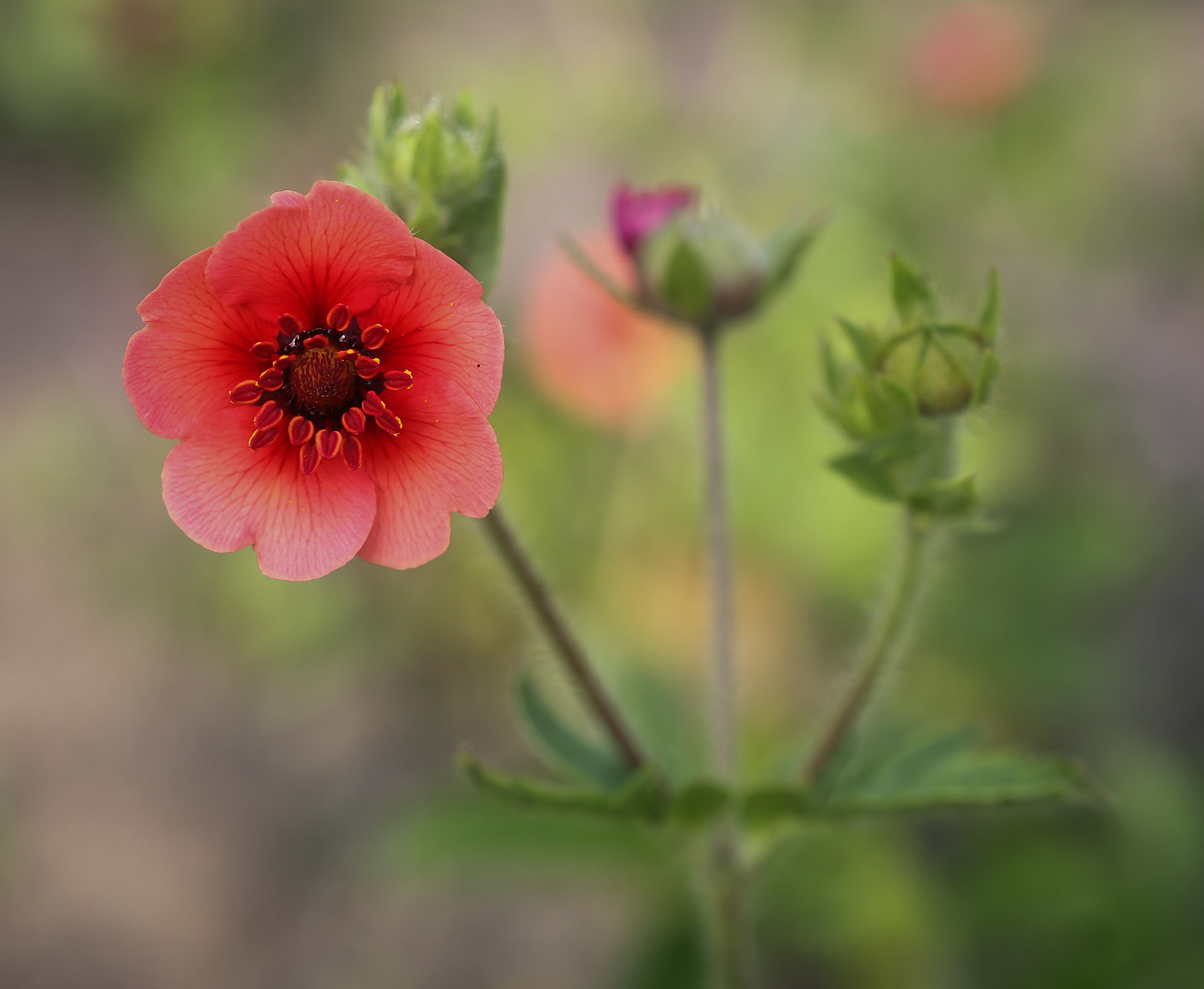 Image of Potentilla nepalensis specimen.