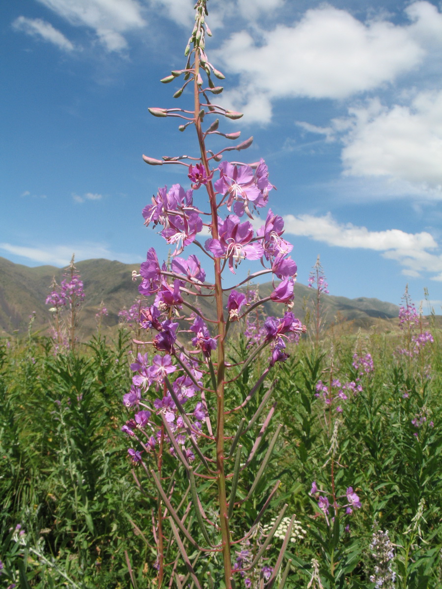 Image of Chamaenerion angustifolium specimen.