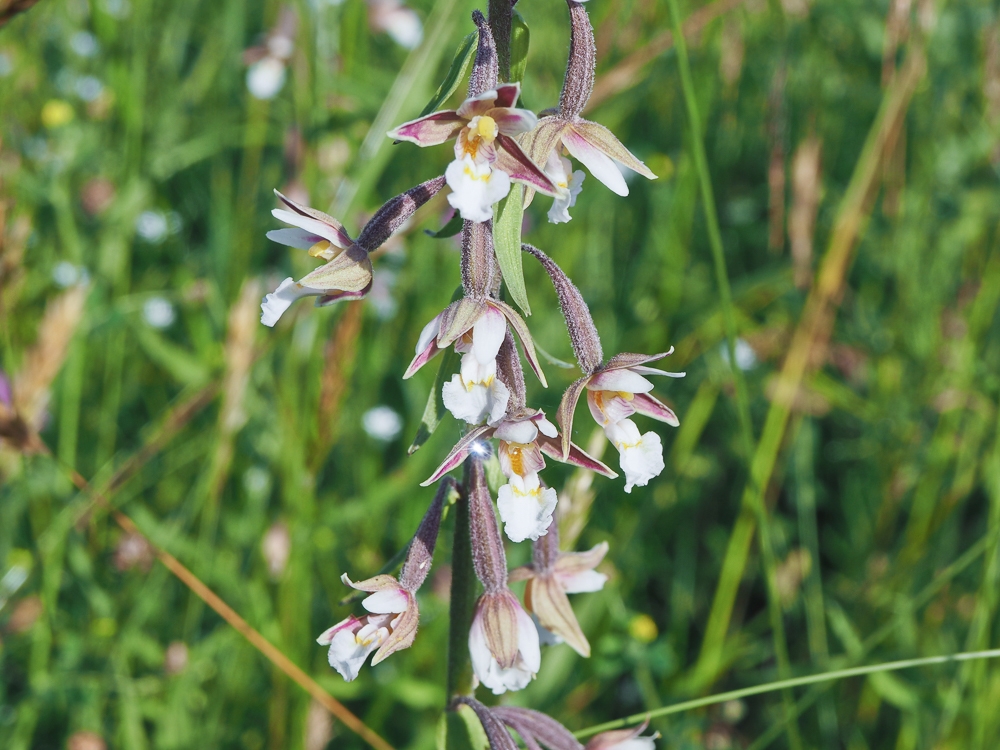 Изображение особи Epipactis palustris.