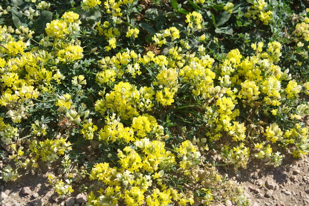 Image of genus Medicago specimen.