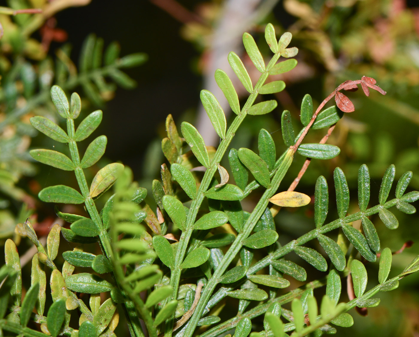 Изображение особи Bursera microphylla.