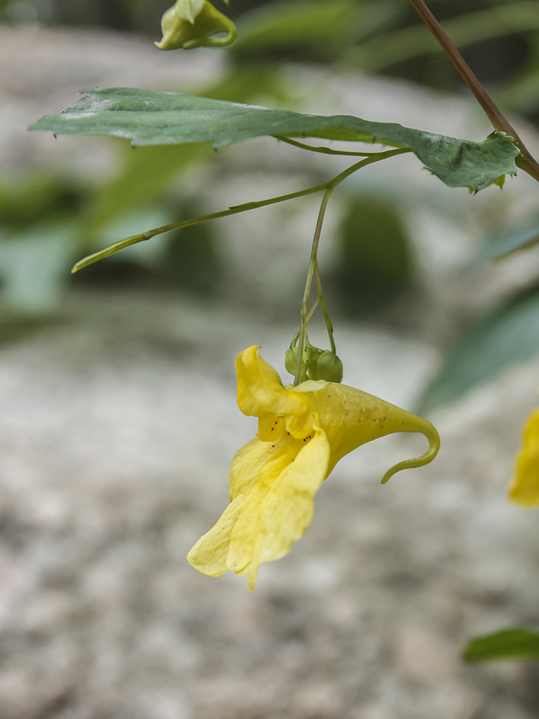 Изображение особи Impatiens noli-tangere.