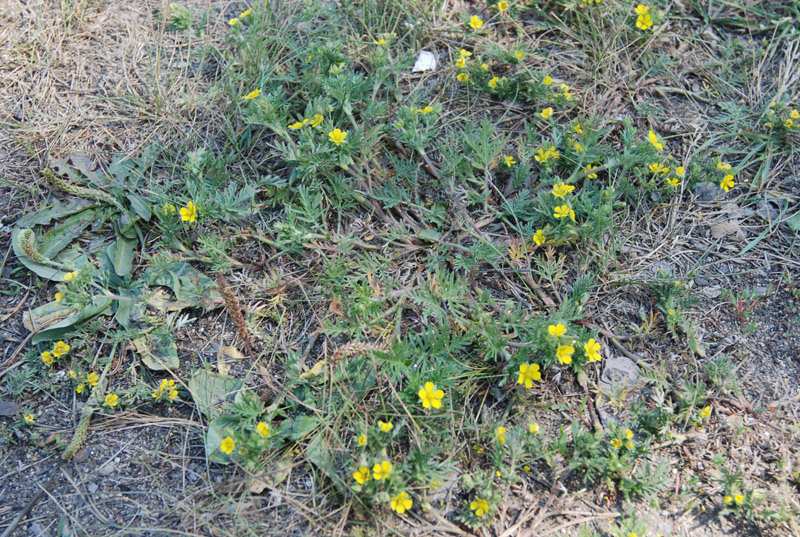 Image of Potentilla tergemina specimen.