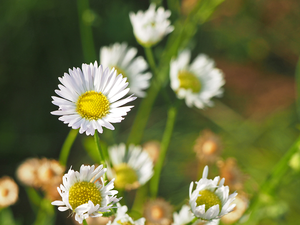 Image of Erigeron annuus specimen.