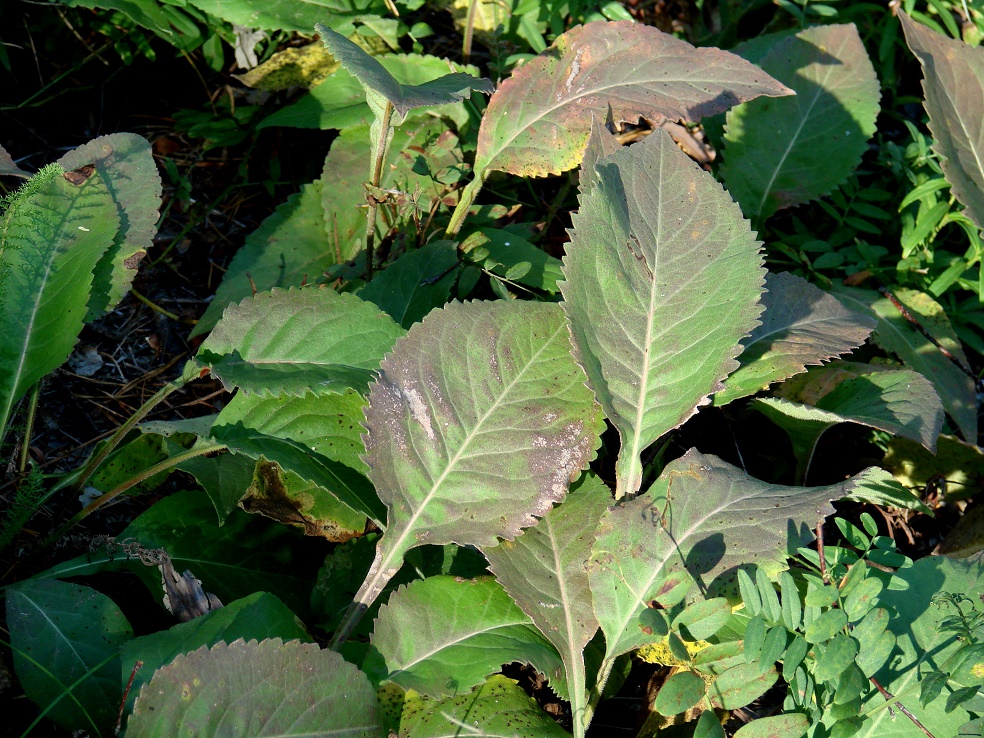 Изображение особи Solidago virgaurea.