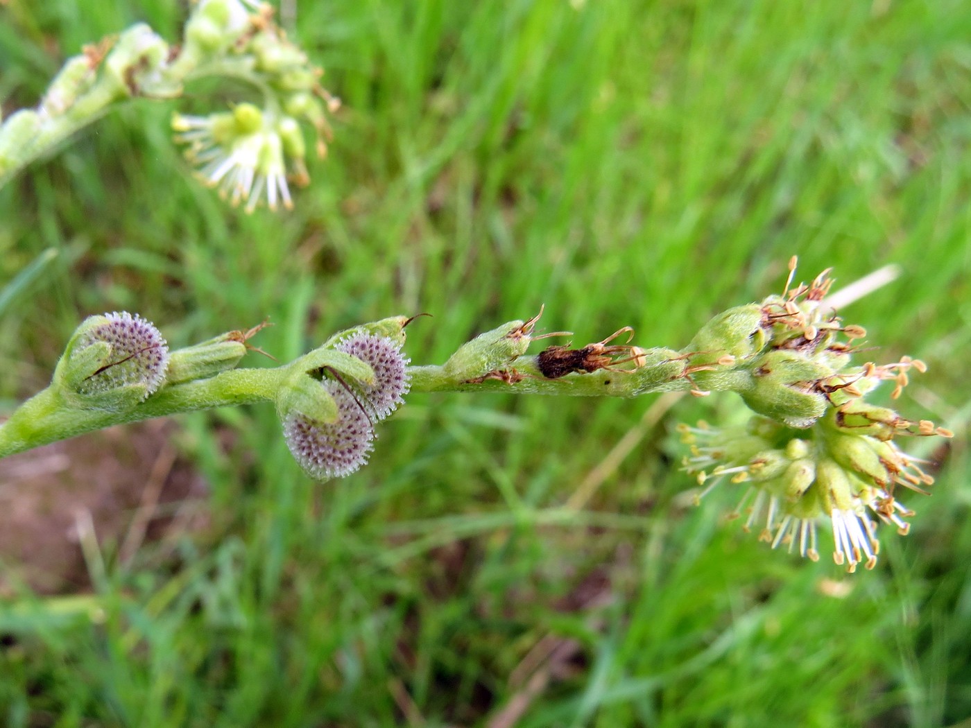 Image of Kuschakewiczia turkestanica specimen.