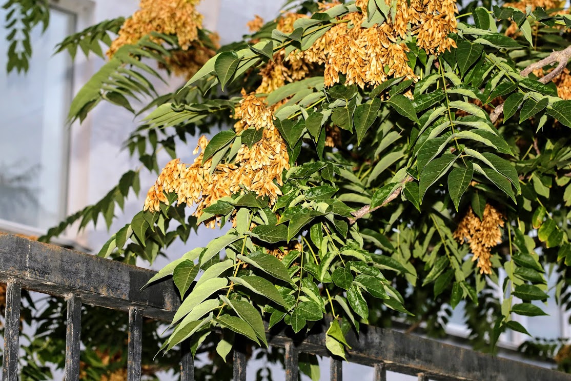 Image of Ailanthus altissima specimen.