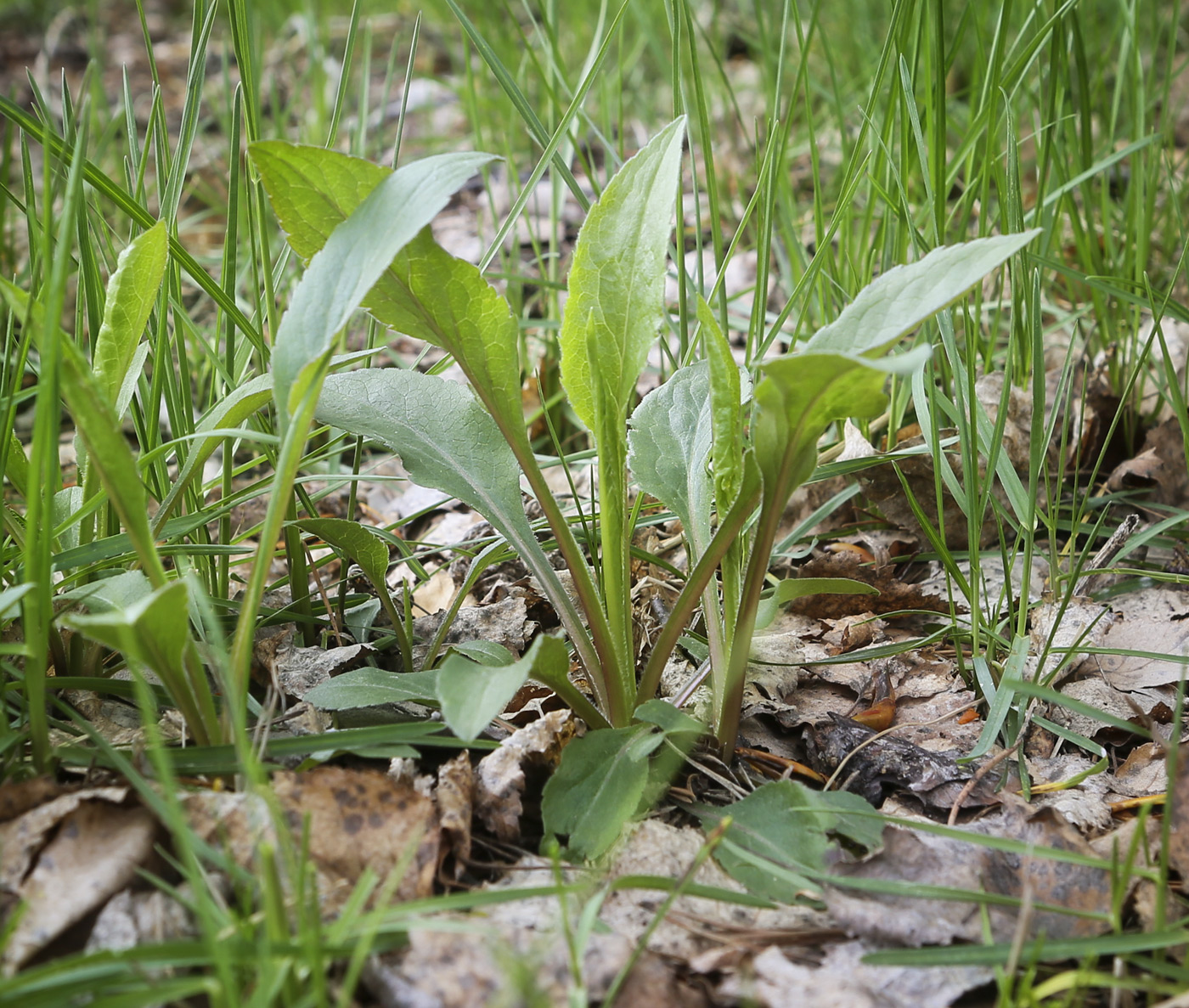 Image of Solidago virgaurea specimen.