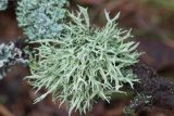 Evernia mesomorpha