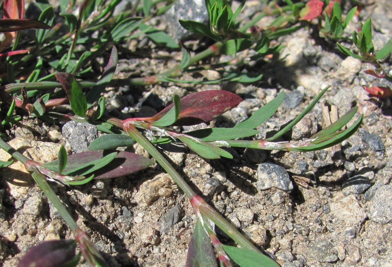 Image of Polygonum arenastrum specimen.