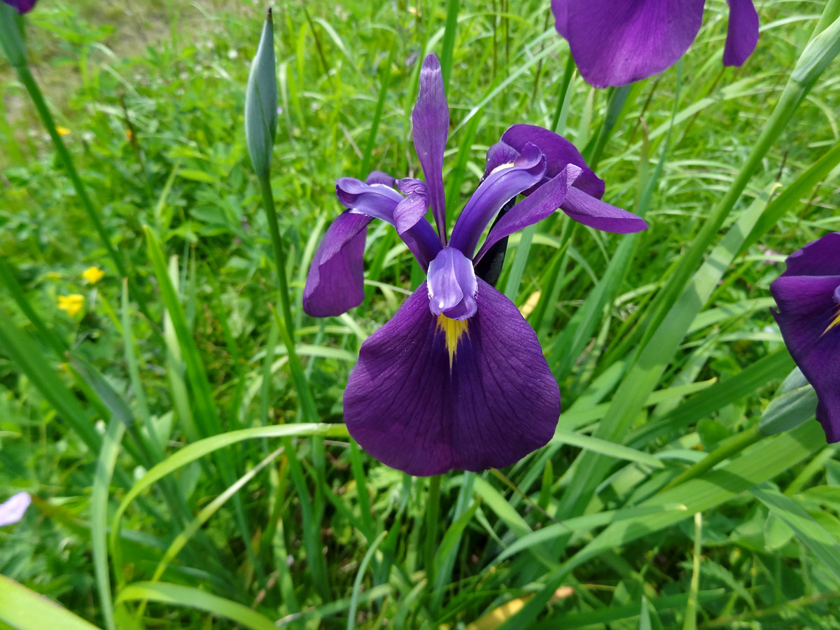 Image of Iris ensata specimen.