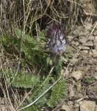 Pedicularis wilhelmsiana. Расцветающее растение. Кабардино-Балкария, Эльбрусский р-н, гора Чегет, субальпийский луг, обочина дороги. 09.06.2009.