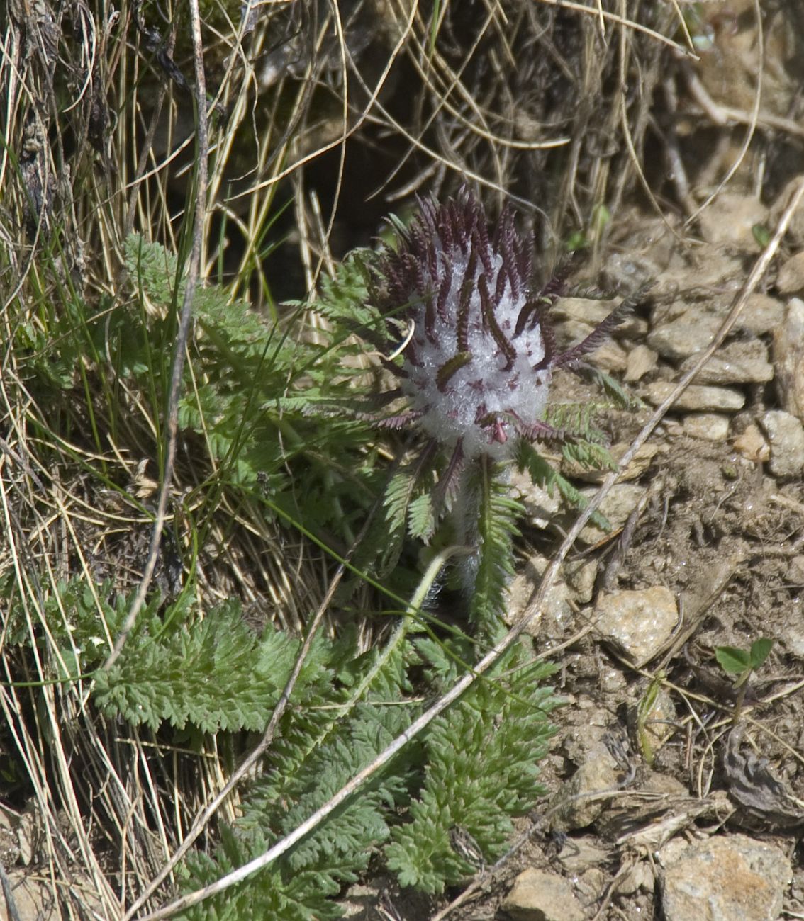 Изображение особи Pedicularis wilhelmsiana.