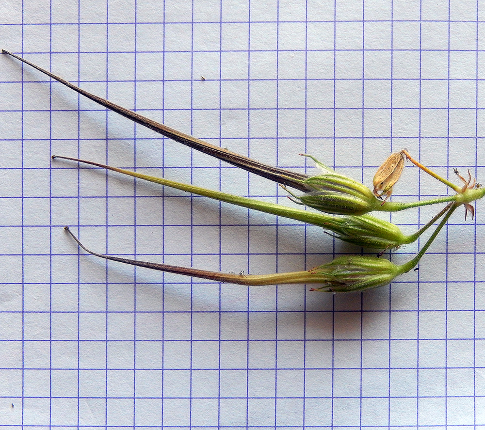 Изображение особи Erodium ciconium.