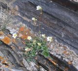 Saxifraga cartilaginea. Цветущее растение. Грузия, окраина с. Степанцминда, западный склон г. Куро. 21.05.2018.