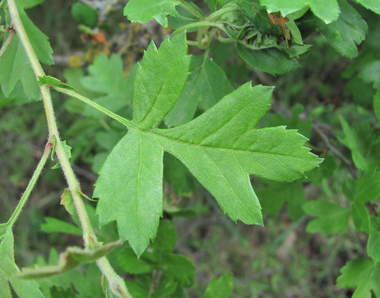 Image of Crataegus pentagyna specimen.