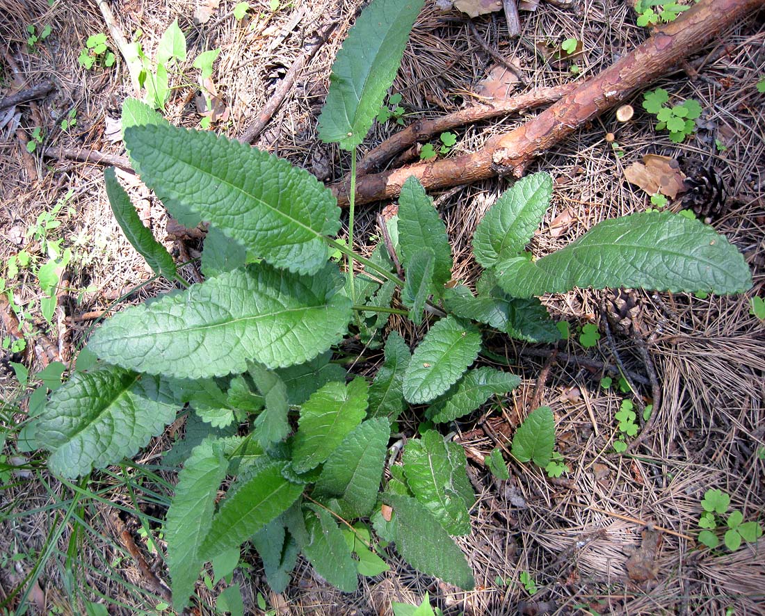 Изображение особи Betonica officinalis.